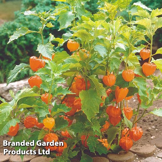 Physalis alkekengi var. franchetii