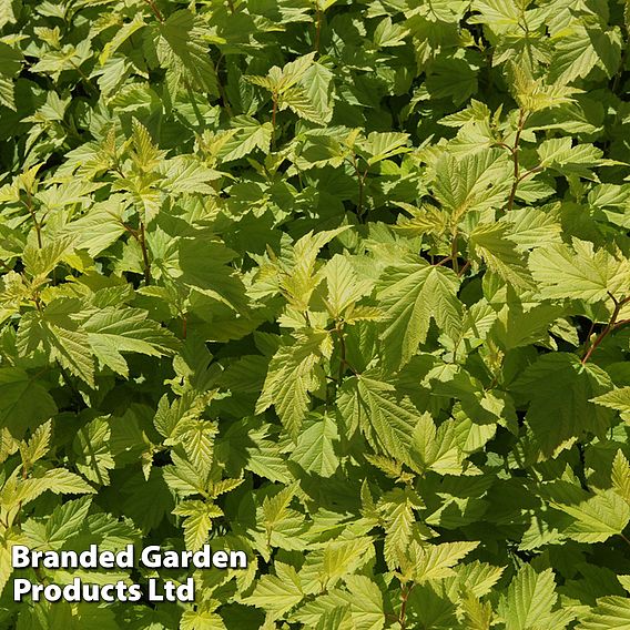 Physocarpus opulifolius 'Darts Gold'