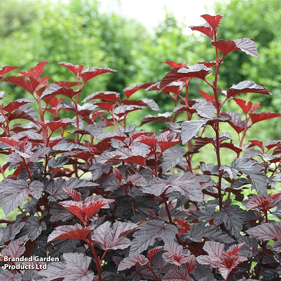 Physocarpus opulifolius 'Rubella'