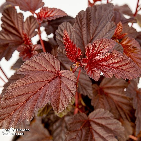 Physocarpus opulifolius 'Rubella'