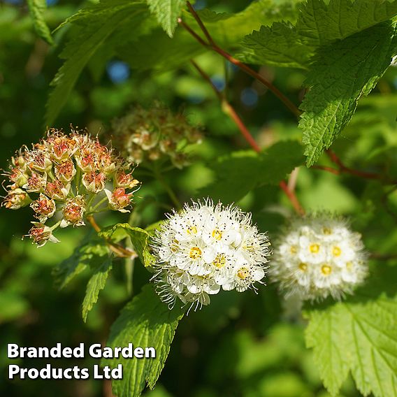 Physocarpus capitatus 'Tilden Park'