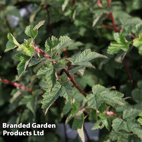 Physocarpus capitatus 'Tilden Park'