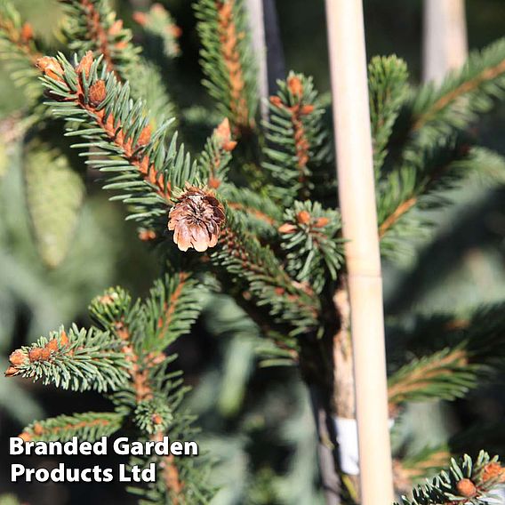 Picea abies 'Acrocona'