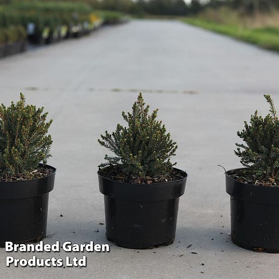 Picea glauca 'Blue Planet'