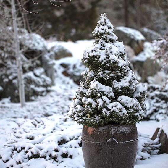 Picea glauca 'Albertiana Conica' - Gift 