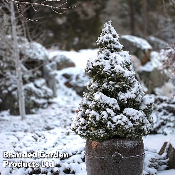 Picea glauca 'Conica'