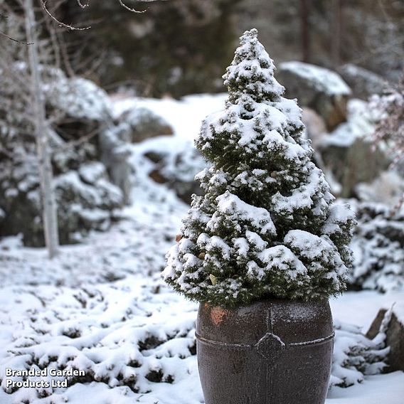 Picea glauca 'Albertiana Conica' - Gift 