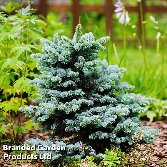 Picea pungens (Glauca Group) 'Globosa'