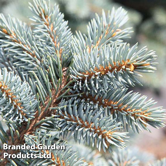 Picea pungens (Glauca Group) 'Globosa'