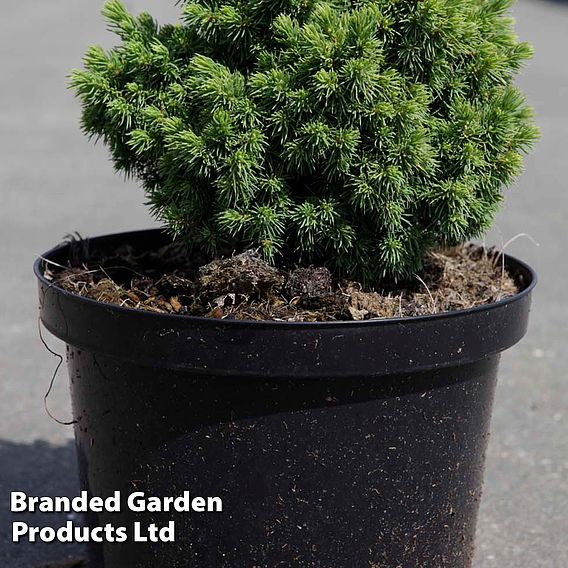 Picea glauca 'Jalako Gold'