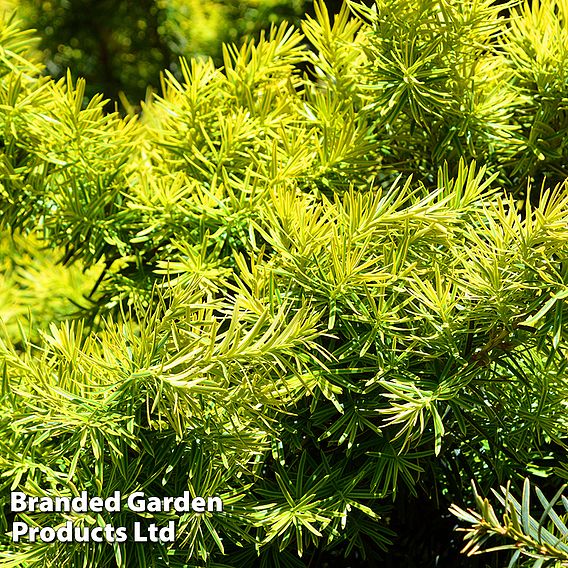 Picea glauca 'Jalako Gold'