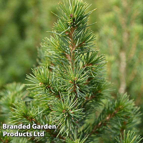 Picea glauca 'Perfecta'