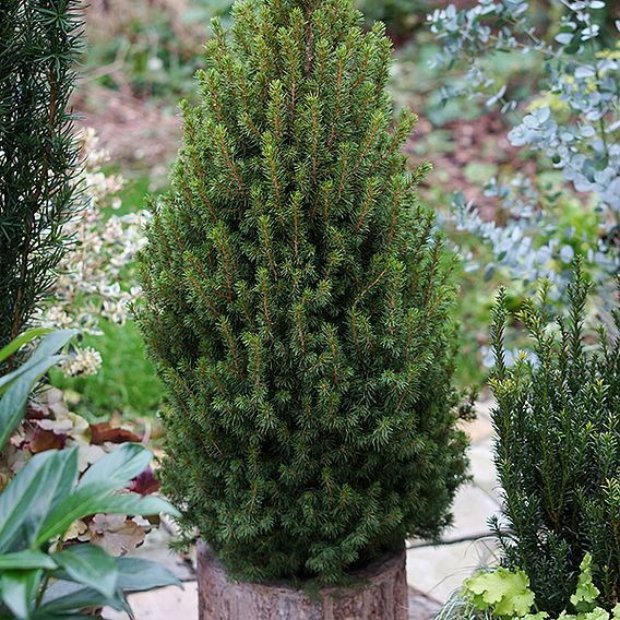 Picea glauca 'Perfecta'