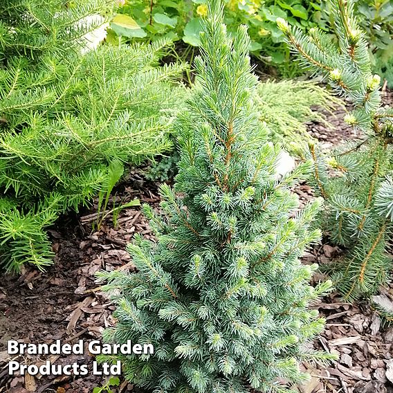 Picea glauca 'Sanders Blue'