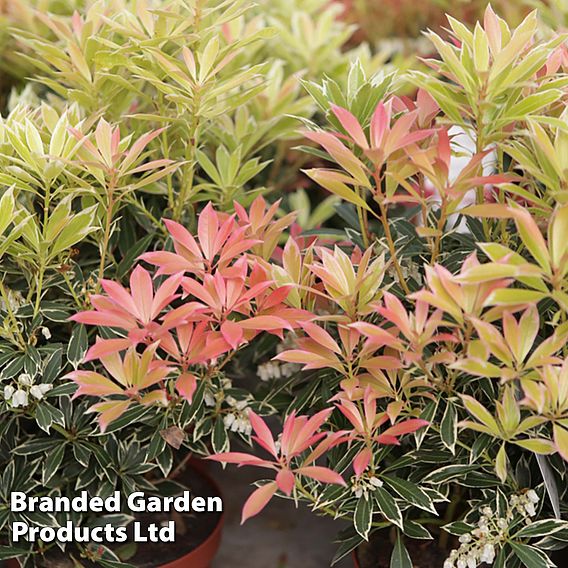 Pieris 'Flaming Silver'