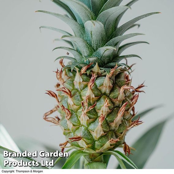 Ornamental Pineapple