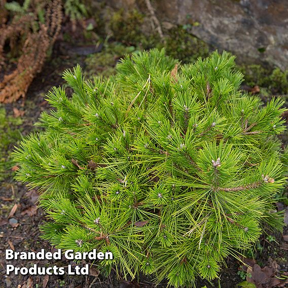 Pinus densiflora 'Alice Verkade'