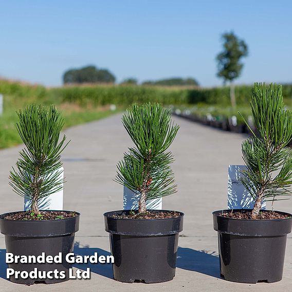 Pinus heldreichii 'Compact Gem'