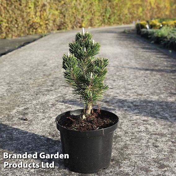 Pinus thunbergii 'Kotobuki'