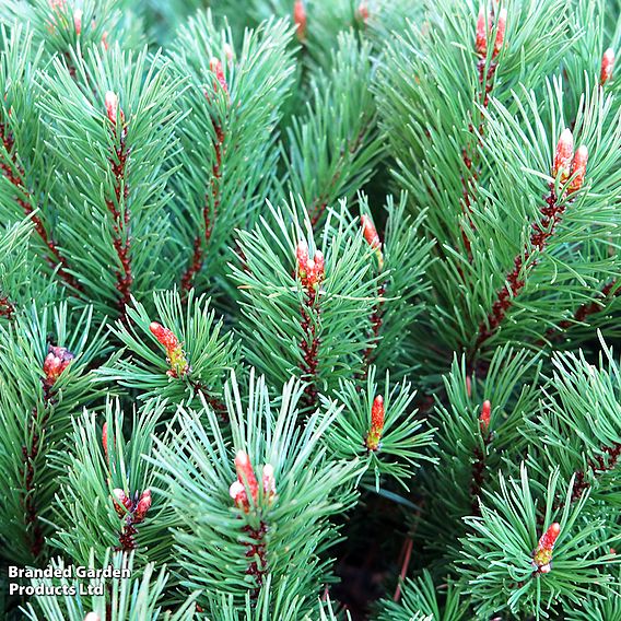 Pinus mugo 'Mops'