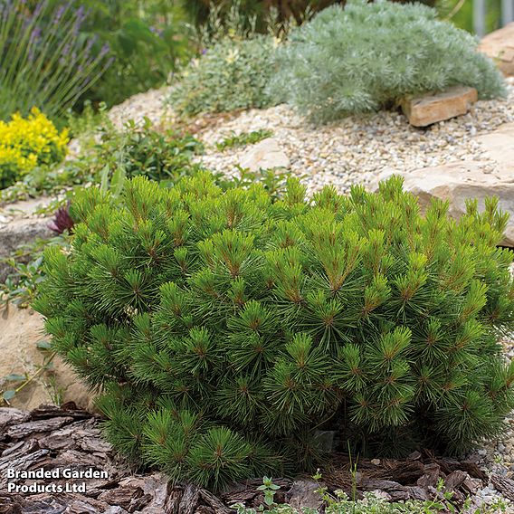 Pinus mugo 'Pumilio Group'