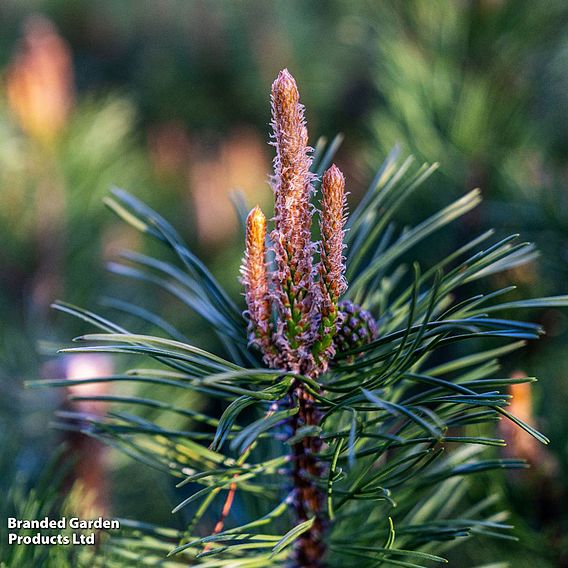 Pinus mugo 'Pumilio Group'