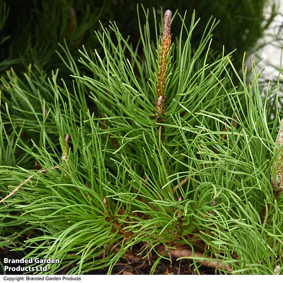 Pinus mugo 'Pumilio Group'