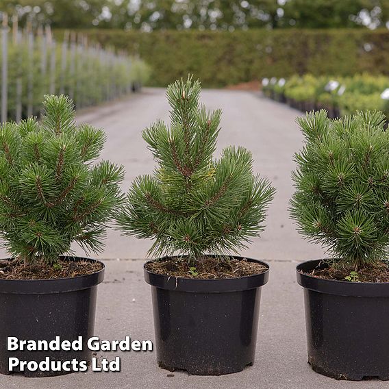 Pinus mugo 'Mumpitz'