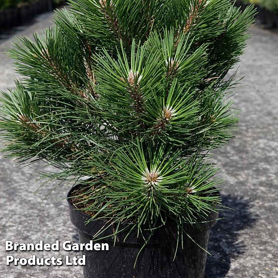 Pinus nigra 'Nana'