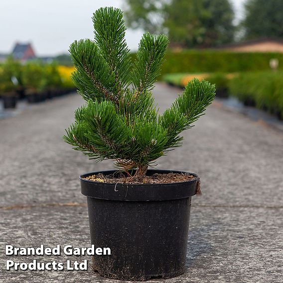 Pinus nigra 'Oregon Green'