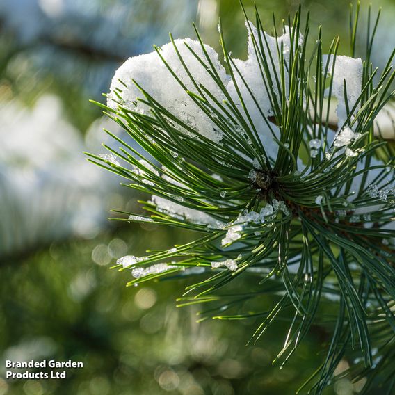 Pinus parviflora 'Glauca'