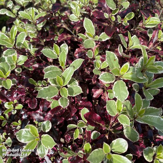 Pittosporum tenuifolium 'Bannow Bay'