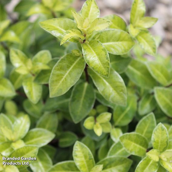 Pittosporum tenuifolium 'Golden Ball'