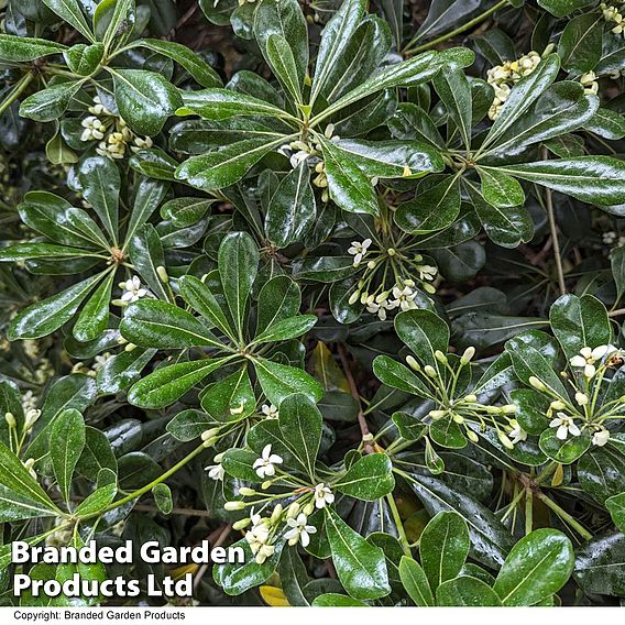 Pittosporum tobira