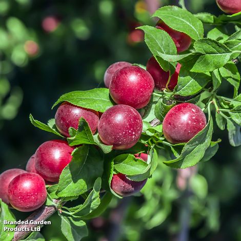 Plum 'Gypsy' (Mirabelle)