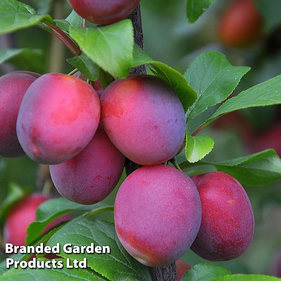 Plum 'Seneca'