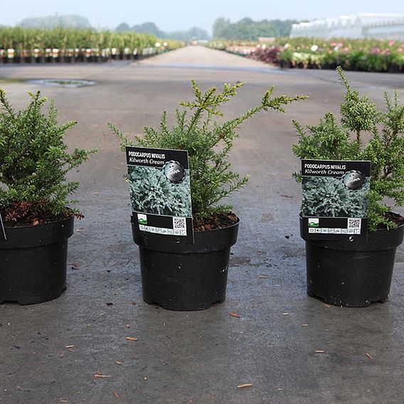 Podocarpus nivalis 'Kilworth Cream'