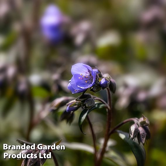 Polemonium 'Heaven Scent'