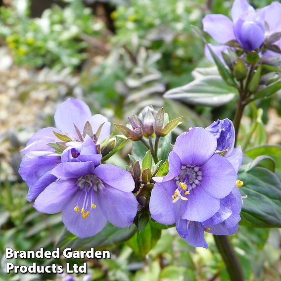 Polemonium yezoense 'Purple Rain'