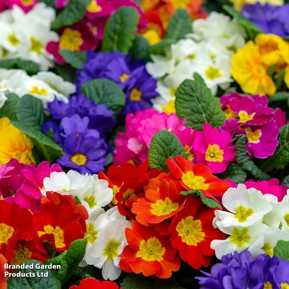 Primula eliator 'Crescendo® Mixed' F1 Hybrid