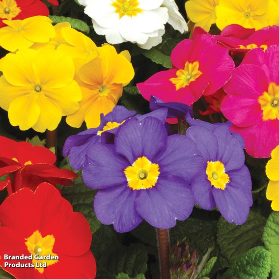 Primula eliator 'Crescendo® Mixed' F1 Hybrid