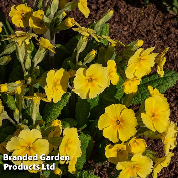 Primrose 'Crescendo Yellow'