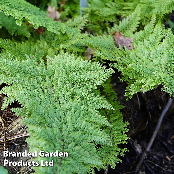 Polystichum setiferum 'Plumosum Densum'