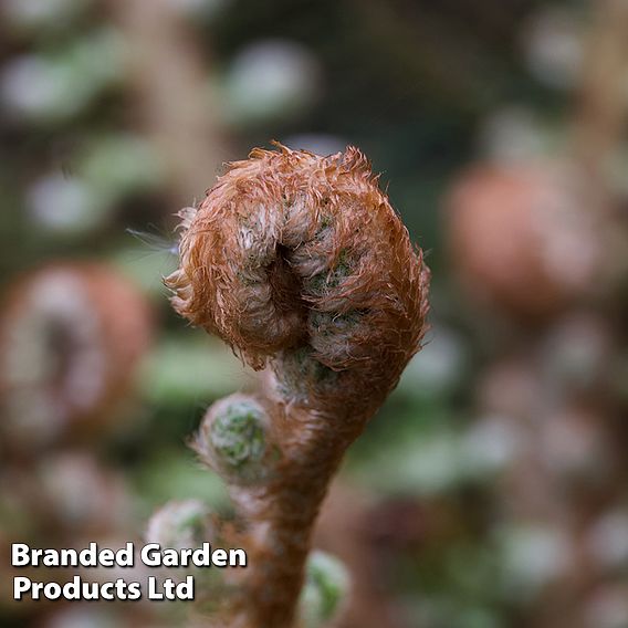 Polystichum setiferum 'Plumosum Densum'