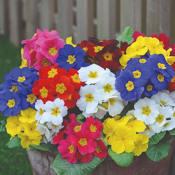 Polyanthus 'Most Scented Mix'