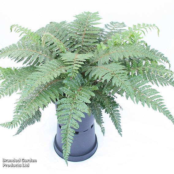 Polystichum proliferum