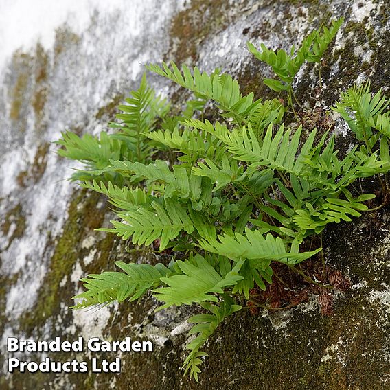 Polypodium vulgare