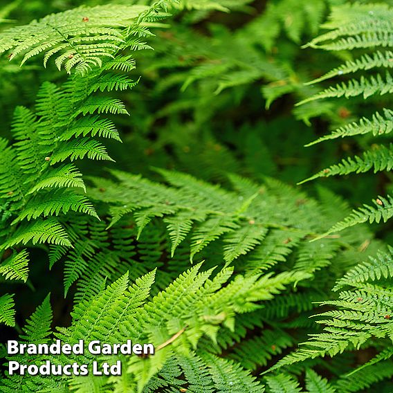 Polypodium vulgare