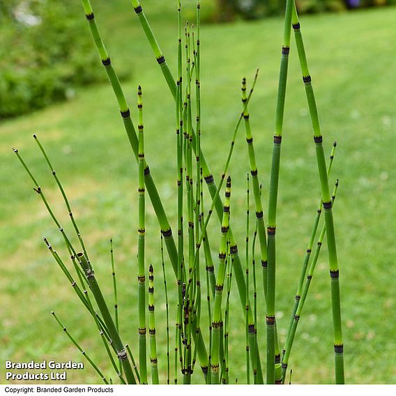 Equisetum japonicum (Marginal Aquatic)