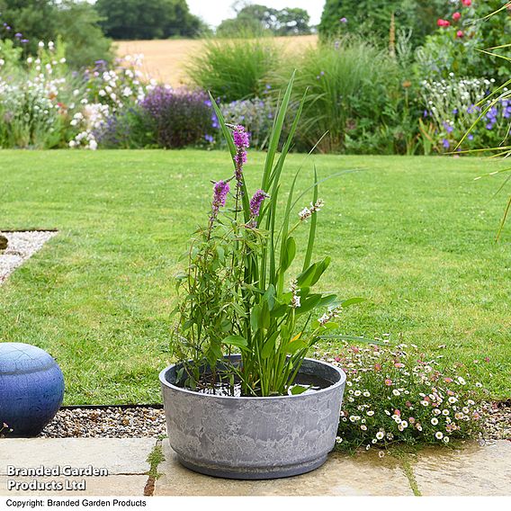 Fragrant Pond Kit